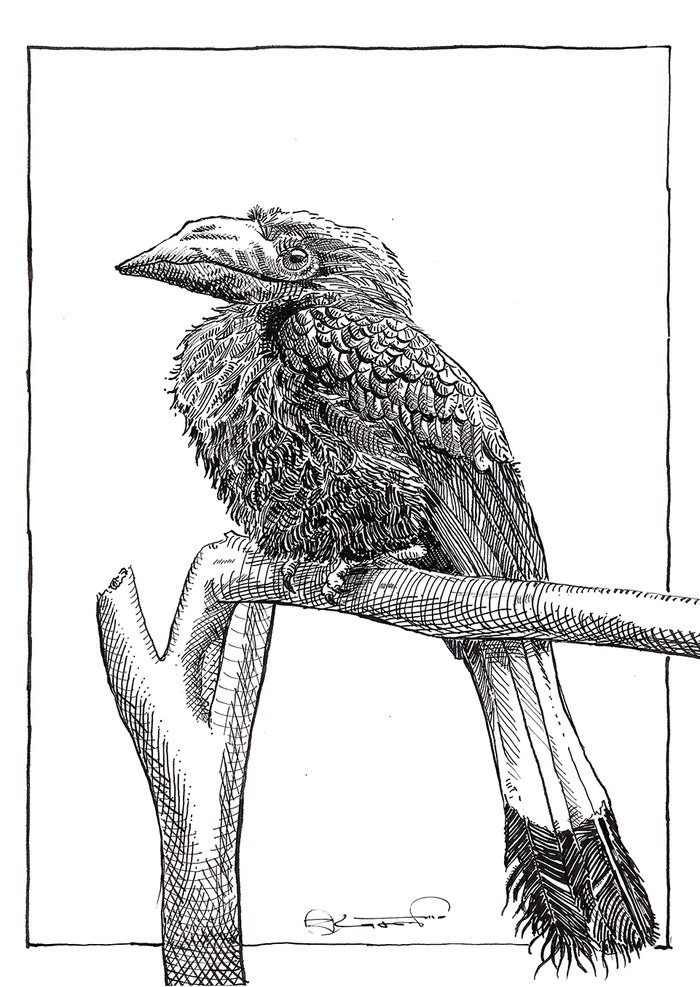 Ink study of a hornbill